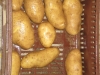 Πατάτες Φενεού